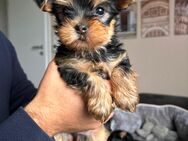 Reinrassige Yorkshire Terrier Welpen - Großefehn