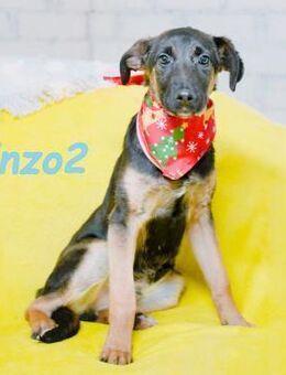 Enzo2 junger Traumhund sucht 04/24 RU - Ruppertsecken