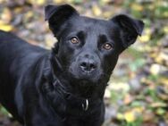 Roxy sucht ein Zuhause - Pirmasens