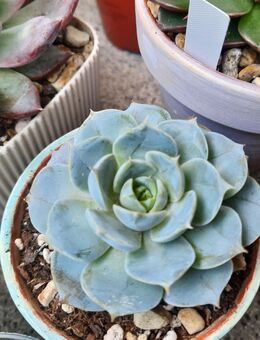 Sukkulente: Echeveria Sp. (Hybrid) - Troisdorf