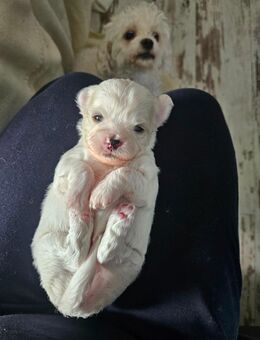 Süsse Bischonfriese Chihuahua Mix wollen gerne besucht werden - Bannewitz