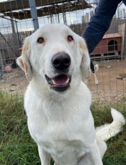 Perla - sanftmütig und aktiv - Heppenheim (Bergstraße)