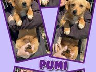 Kleine Pumi in Not! - Nürnberg