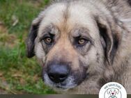 Nikan: Sucht ein Zuhause - Kirchzell