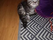 Bkh Perser Kitten - Schwäbisch Gmünd