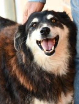 Geben Sie Seniorin Teddy eine Chance? - Neuss