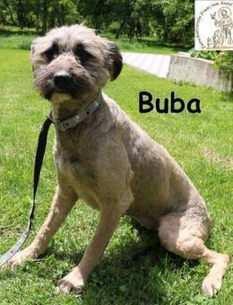 Buba, hübsche Fellnase... - Kissing