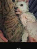 🐶 Liebevolle Hündin sucht neues Zuhause – Shih Tzu–Bolonka Mix (5 Jahre) 🐾 in 27474