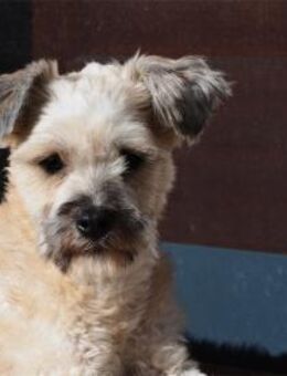 Imogen - wartet in 65468 Trebur - Oberwies