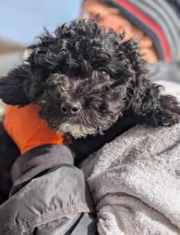 Süßes Welpenmädchen Hexi - Kallmünz