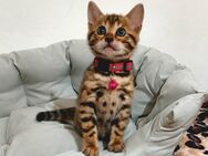 Bengal kitten - Essen