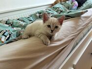 BKH Kitten Seal Silver Tabby British Kurzhaar Kitten - Leipzig