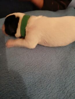 Dalmador Welpen geb. 24.10.2025 - Wildeck