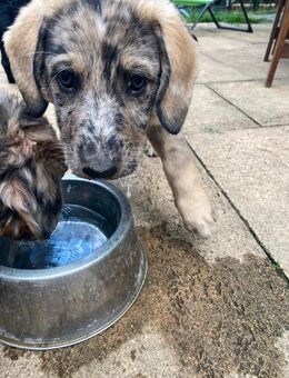 Australien Shepherd mix Welpen - Kitzingen