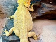 Bartagame (pogona vitticeps) male Citrus Snow blue leatherback NZ 9.2023 - Hamburg Wandsbek