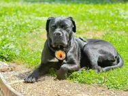 Tommy - wo sind die Cane Corso Fans? - München