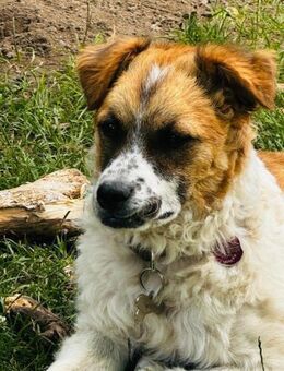 Vicky sucht ein neues Zuhause - Freilassing