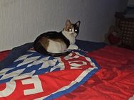 Katzen suchen neues Zuhause - Wallenhorst