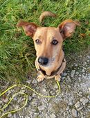 9 jähriger Dackel Jack Russell sucht seinen Platz in 37287
