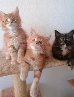 Liebevolle Maine Coon Kitten❤️ - Freiburg (Breisgau)