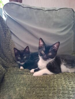 Katzenbabys Katzenkinder zu vermitteln - Frohburg