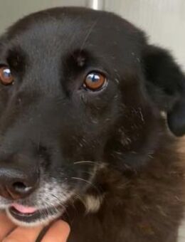 Moustache - perfekt f. Senioren & Fam. - Hamburg