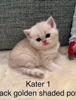 BKH Kitten - Stahlhofen (Wiesensee)