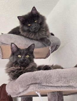 Maine coon Mix Brüder - Nürnberg