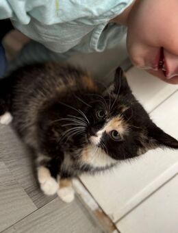 Katzen Babys suchen liebevolles zu Hause - Aldenhoven