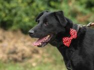 Zorro Labrador Mix Rüde 9 Jahre in HU - Reutlingen