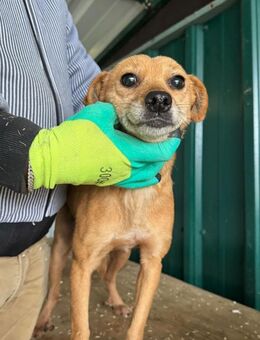 Bambi - zärtliche Hundedame - Schlitz