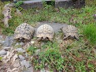 Griechische Landschildkröten - Lahnstein