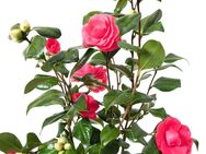 Kamelie i.S. rot Blüte - Norderstedt