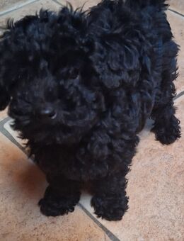 Toypudelwelpen Zwergpudelwelpen Toypudel Zwergpudel, Welpen - liebevoll aufgezogen - Magdeburg