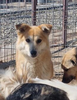 Zarte GRACIE sucht liebes Zuhause - Neuberg