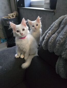 Maine Coon Kitten - Duisburg
