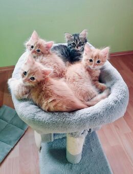 4 ganz wundervolle Maine-Coon-Mix-Kätzchen suchen das perfekte Zuhause - Kellinghusen