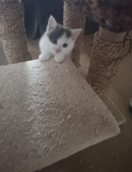 Glückskatze, Kitten, Fichtelgebirge, Katzenbaby - Marktleuthen Zentrum