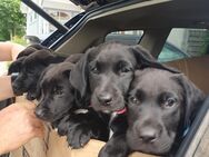 Labrador Mix Welpen - Gadebusch