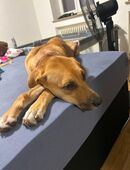 Labrador Mischling in 86150