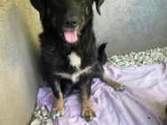 Vicky- Hundemama sucht Anschluss - Celle