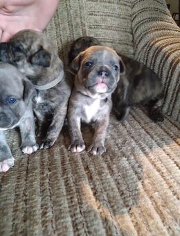 Old english bulldogge Boxer Mix - Hamburg
