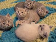 BKH Katze kitten - Kösching