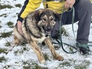 Karli sucht sein Körbchen - München