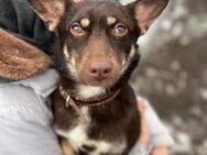 SOS kleine Bibi in Not - Augsburg