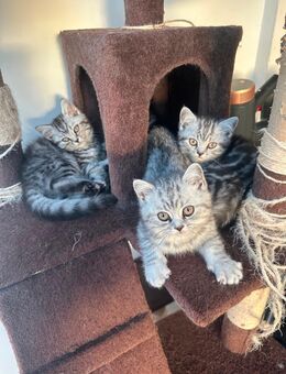 Abgabebereit! BKH kitten blue silver tabby spotted Britisch Kurzhaar katzen Babykatze Whiskas - Hiddenhausen