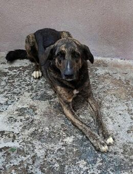 Wotan - wo sind seine Menschen? - Höchst (Odenwald)