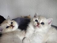 Wunderschöne Kitten suchen liebevolles zu Hause (ab dem 18.06.25) - Leipzig