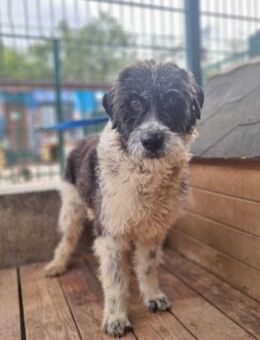 Richi ist blind und leidet im Tierheim - Berlin