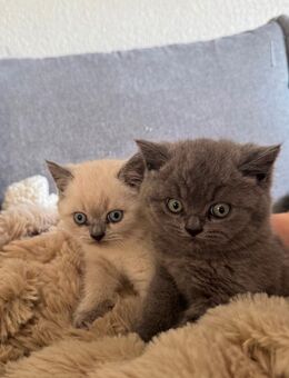 2 BKH kitten abzugeben ☺️ - Essen